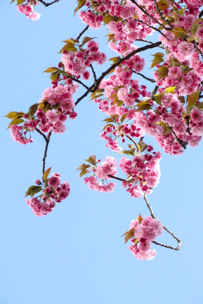 Beautiful cherry blossoms in full bloom on a clear spring day with a vibrant blue sky background.